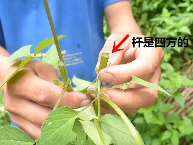 原创一种植物野草人称豆渣草种子很烦人茎叶好吃是中药材