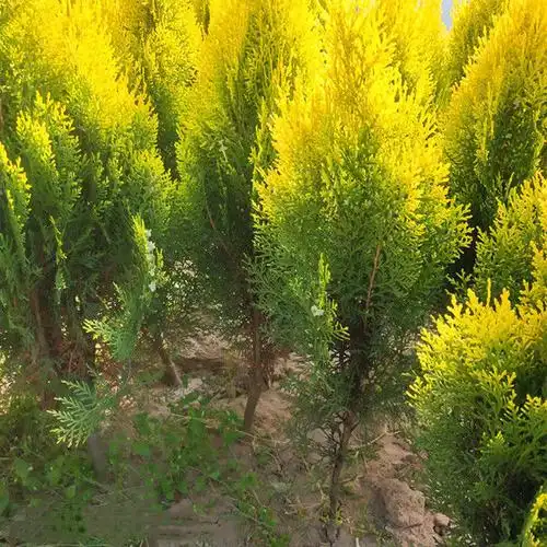 庭院苗木 洒金柏苗 盆栽洒金柏树 又名黄金柏 庭院道路绿化盆栽