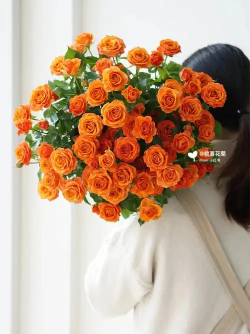 橙色芭比玫瑰落日色