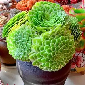 超大翡翠冰群生老桩多肉植物稀有品种办公室阳台美观花卉绿植盆栽