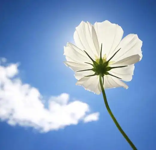 表达今天好心情的说说,句句暖心,治愈心灵!