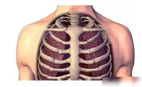 严重的鸡胸由于两侧向内凹陷的肋骨压迫心脏和肺,对循环和呼吸功能有