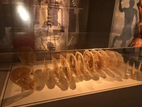 cosmos的相册-人体标本