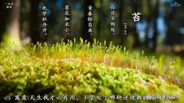 "苔花如米小,也学牡丹开."之走自己的路