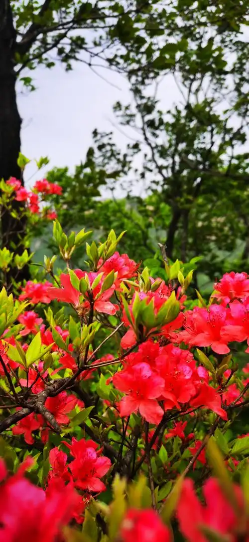 满山开遍红杜鹃