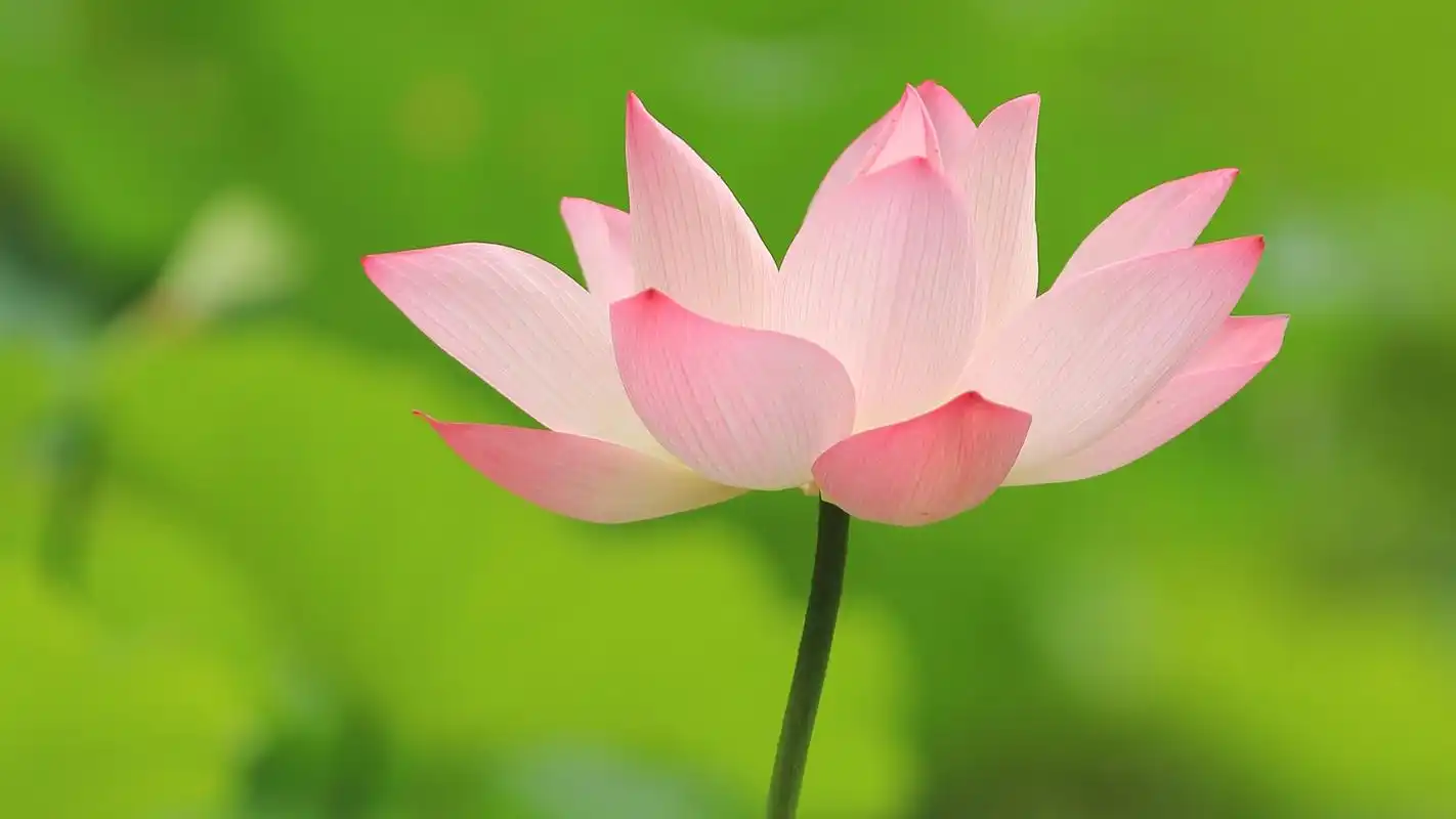 盛开的荷花摄影高清宽屏壁纸