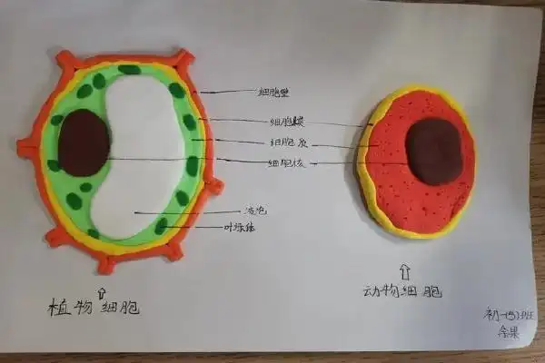 动物细胞模型制作方法