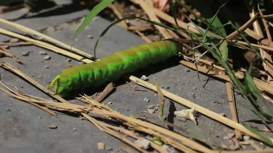 来自南方的巨型毛毛虫
