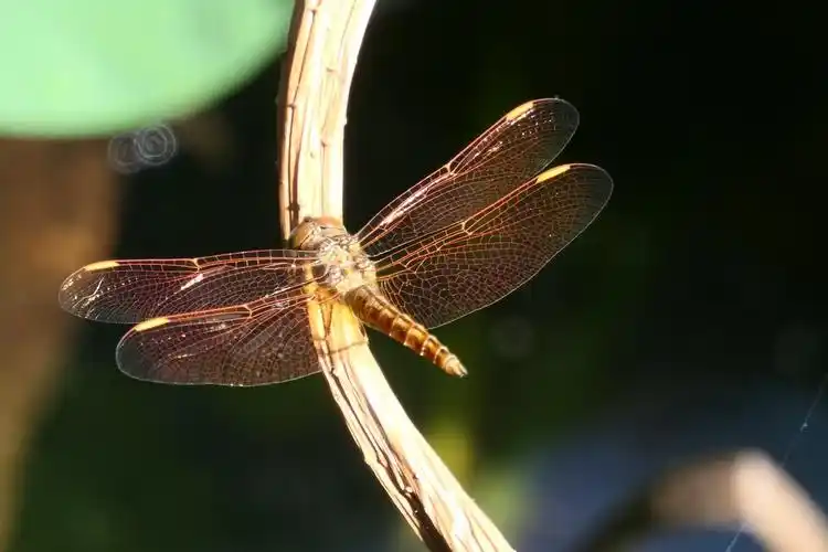 【金色的蜻蜓】——摄于上海天山公园荷花池
