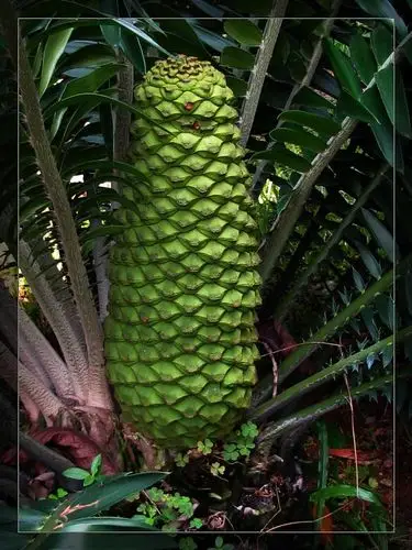 夏日情怀:来自非洲的长籽苏铁