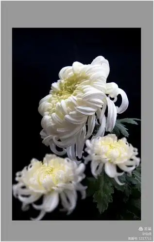 其它 《菊花图》 写美篇       您多么渴望表达对亲人的挂念,却听到的