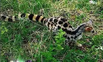 雅安地震灾区发现濒危物种斑灵狸 林业厅:极其罕见