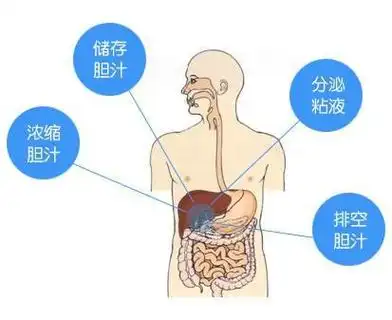 胆囊是可有可无的医生提醒有6个功能切了饮食要注意