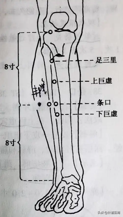针道至简:十二经脉解读系列之足阳明胃经