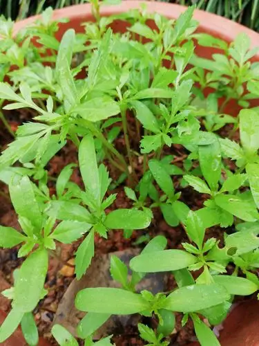 赏花长寿!爱花养性!