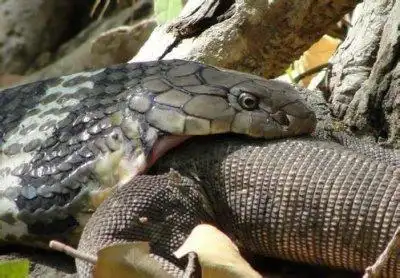 王蛇和眼镜王蛇谁厉害