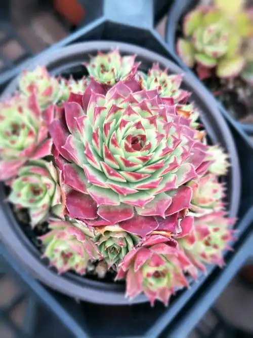 警告来袭,多肉真的不能养!