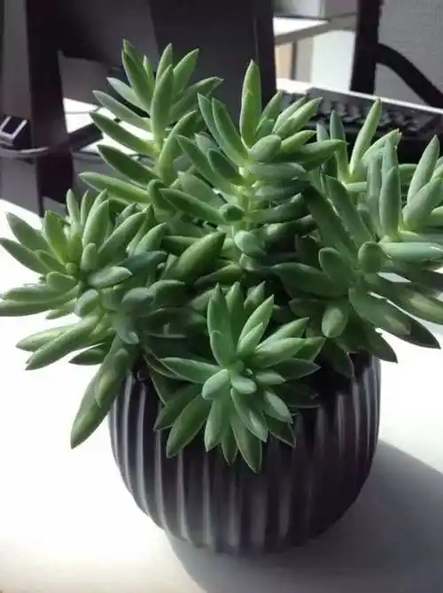 【家有多肉】千佛手的家庭养殖方法参考,收藏!