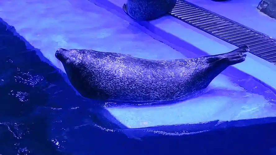 上海海昌海洋公园:可爱的海豹拍打肚皮,相机随拍～,2022-08-29 周一