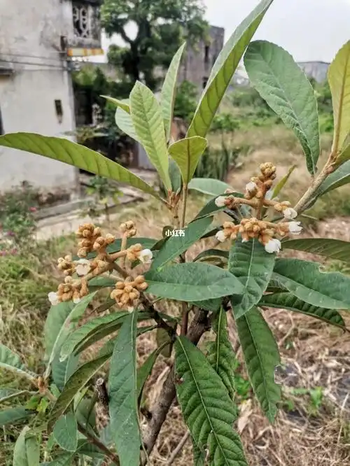 我种的枇杷树开花啦