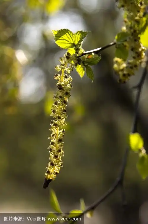 桦树的开花