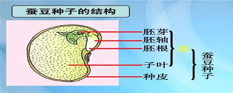 蚕豆种子的结构