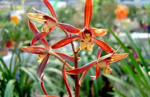 金嘴墨兰的植物简介