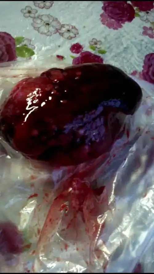 狗宝是什么样子的?