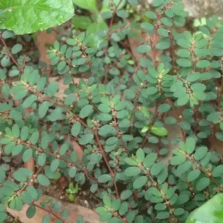 【转】一种治疗糖尿病的草药(转载) - yueyue9538 - yueyue9538的博客