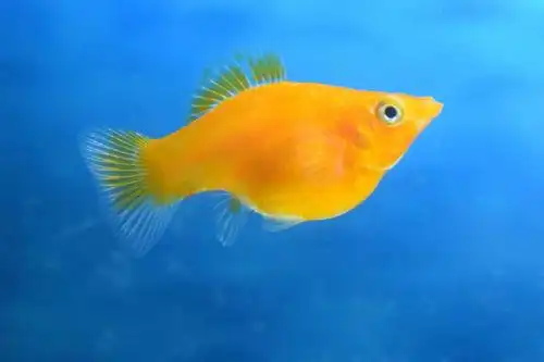 胎生鱼活体皮球玛丽鱼狂魔鱼银黑玛丽鱼活体好养小型