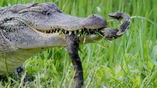 大蟒蛇与巨鳄鱼激烈大战,百米以内任何生物不敢靠近
