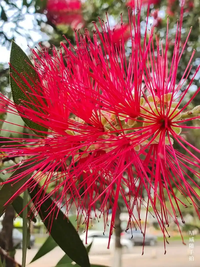 美花红千层.这花名修饰得复杂,可简称红千层,因为像玻璃瓶刷子 - 抖音
