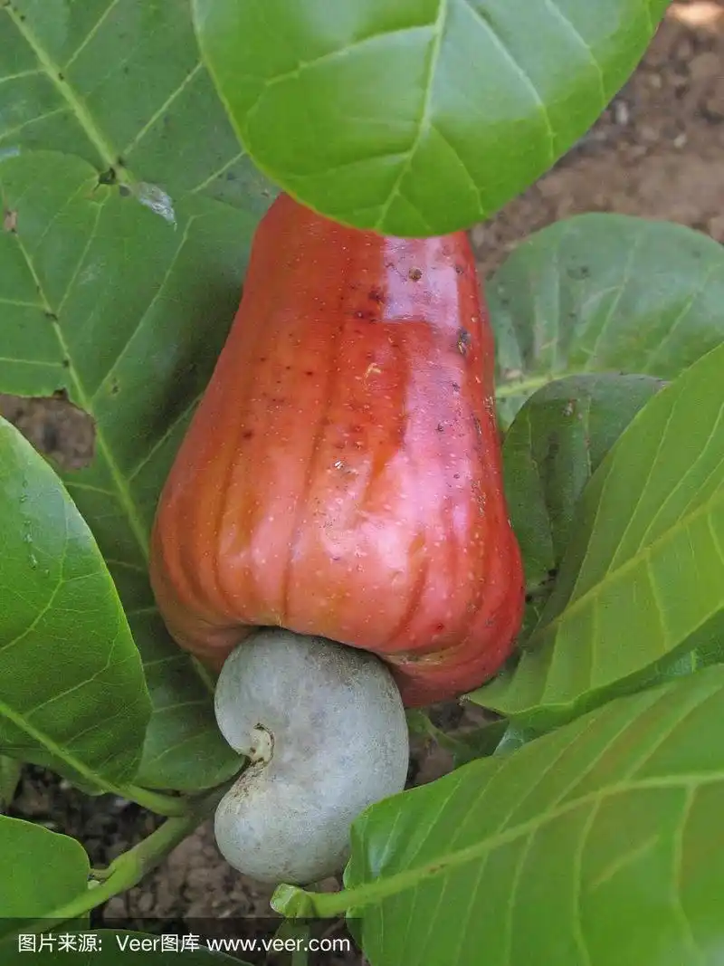 腰果苹果,西番莲