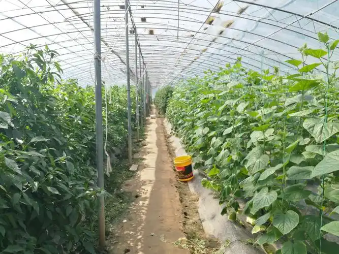 蔬菜大棚整体出租(副本)