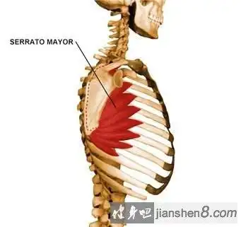 前锯肌怎么练图解,前锯肌锻炼方法介绍
