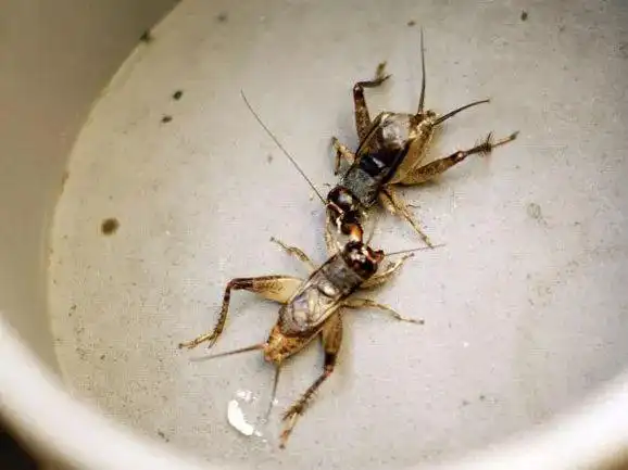 蛐蛐,蟋蟀,金钟儿和油葫芦被称作是"京城四大鸣虫",早期花鸟鱼虫市场