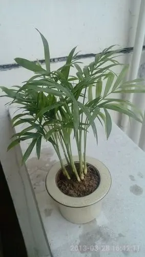 想问问这是什么植物?