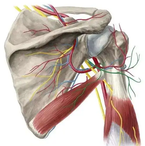 腋神经损伤后应该怎么锻炼?
