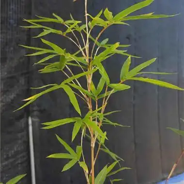 红观音竹绿植盆景盆栽特价88包邮