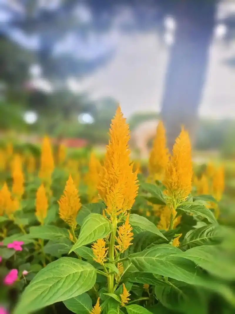 长春百花园里的凤尾鸡冠花.凤尾鸡冠花 一唱雄鸡进五更, 花枝 - 抖音
