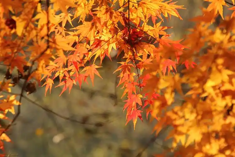 最美金秋枫叶红,漫步九溪十八涧,红枫黄叶绿水石子,赏秋正当时.