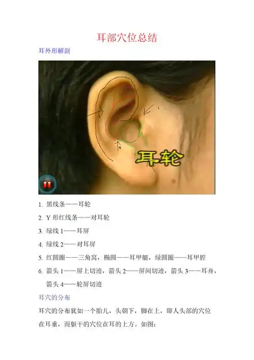 耳朵对应的器官是什么(耳朵是哪里)_大全-幸福起航