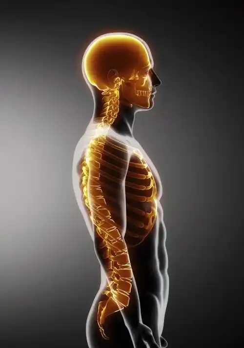 人体脊椎有七节颈椎,十二节胸椎,五节腰椎,一节骶椎及尾椎所连结构成