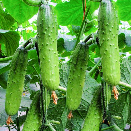 耐热 播农家阳台种籽唐山秋瓜春季 秋季 水果黄瓜种子东北旱黄瓜四季