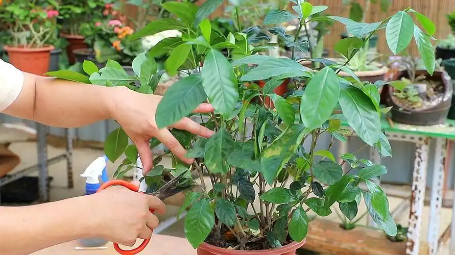 想要栀子花长得好,合理修剪少不了,日常修剪和花后修剪要结合