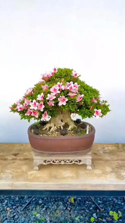 #盆景艺术#皋月杜鹃如峰山