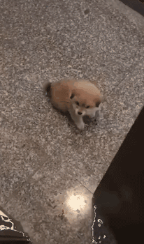 几只流浪狗宝宝想靠近人类却又不敢,但最后……_狗狗