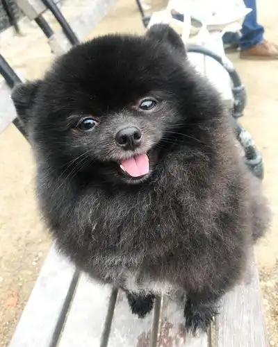 超可爱一只来自韩国名叫玉米的黑色小博美宠物狗狗