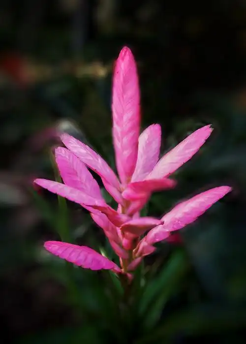 紫花凤梨别名铁兰紫花木柄凤梨蓝色铁兰穗状花序宽445厘米由粉红色近