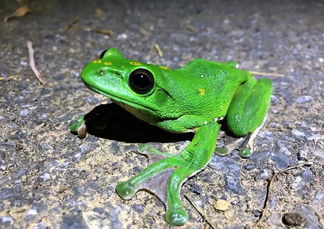 老爷树蛙趴在玻璃缸上的样子真的太滑稽了  ,【大泛树蛙rhacophorus